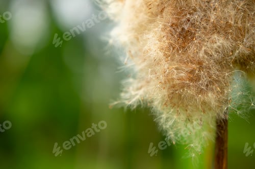 Preview: Macro Of Narrow-Leaved Cattail Or Soft Flag Seeds With Blur Background. (Scientific Name Typha