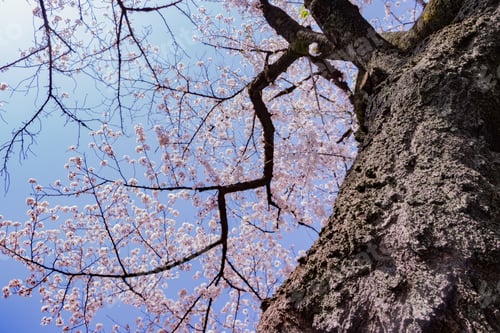 Preview: Cherry Blossoms At Tokyo Chidorigafuchi