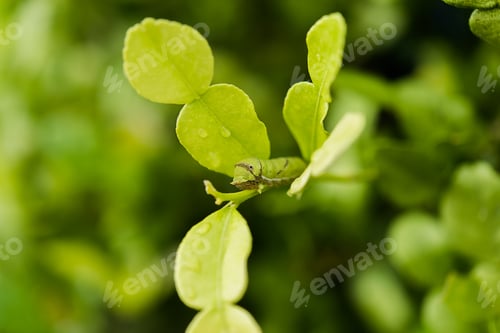 Preview: Young Leaves Of Porcupine Orange Or Kiffir Lime (Citrus Hystrix) With Caterpillar On Branch.
