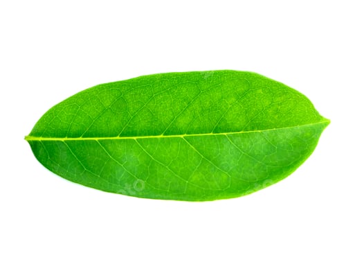 Preview: Soursop Leaves On White Background (Annona Muricata)