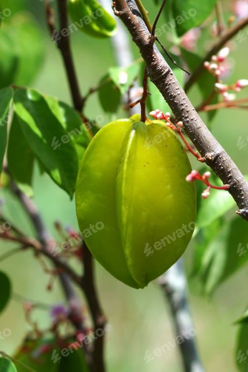 Preview: Raw Star Apple Fruit On Tree.