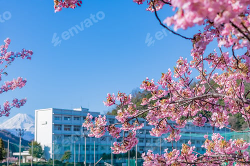 Preview: School Building And Kawazu Sakura