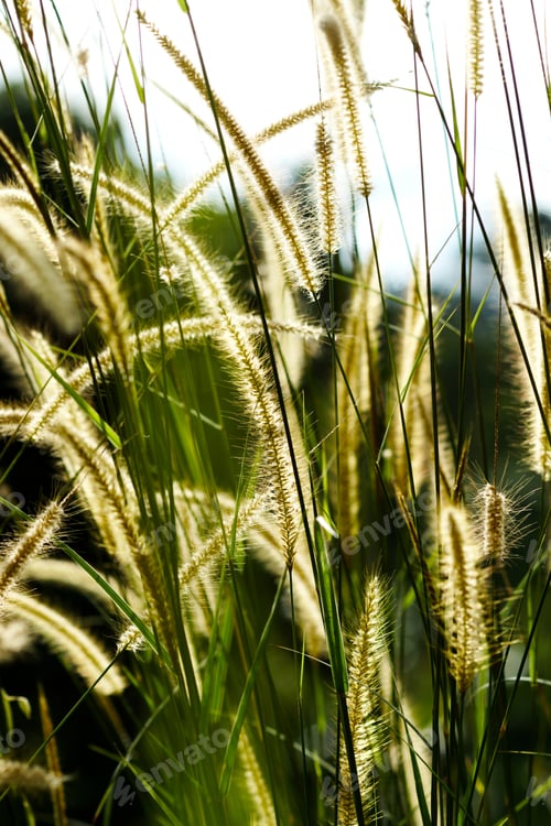 Preview: Flower Grass Impact Sunlight. (Penisetum Polystachyon (L.) Schult.)