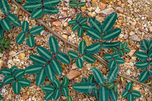 Preview: Close Up Leaves Of Water Sensitive Plant On The Ground. (Neptunia Javanica Miq.)