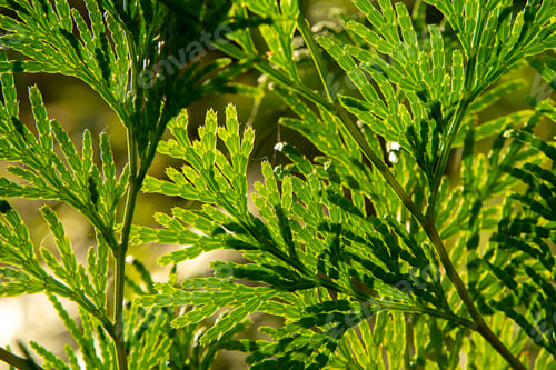 Preview: Close Up Chimese Arborvitae Leaves. (Scientific Name Thuja Orientalis Endl.)