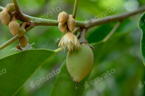 Preview: Close Up Spanish Cherry Plant, Tanjong Tree Or Bullet Wood. (Mimusops Elengi)