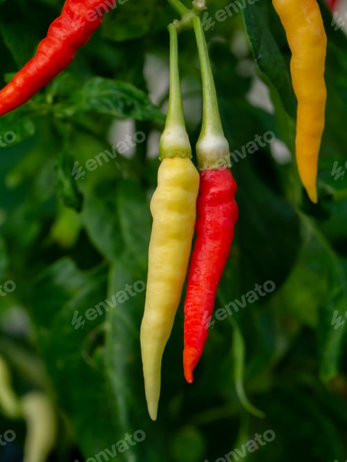 Preview: Yellow And Red Of Chilli Peppers On Tree.