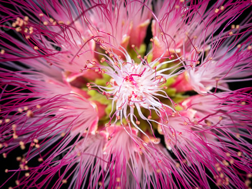 Preview: Close Up Pollen Of Rain Tree Or East Indian Walnut (Samanea Saman) Flower.
