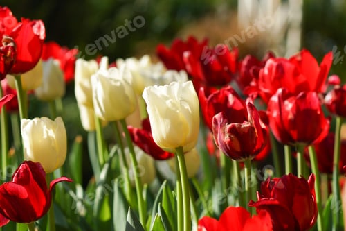 Preview: Tulips Are Blooming In The Garden.