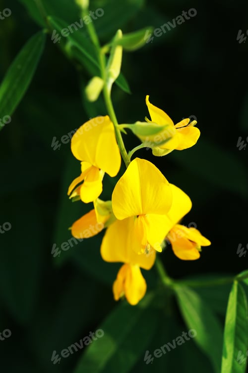 Preview: Crotalaria Juncea In The Field
