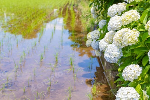Preview: Rural Landscape With Hydrangea And Rice Fields(Image Of June)