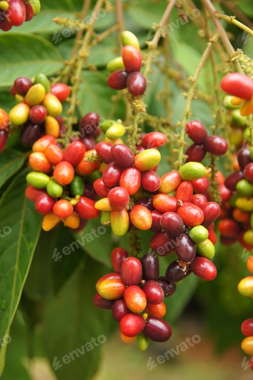 Preview: Fruit Multi-Color On Tree.