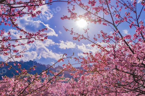 Preview: Beautiful Cherry Blossoms In Kawazu Town