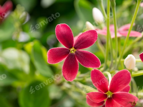 Preview: Close Up Of Chinese Honey Suckle, Rangoon Creeper, Drunken Sailor (Combretum Indicum) Flower.