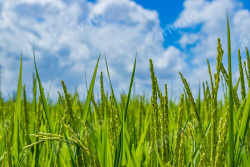 Preview: Summer Blue Sky And Ear Of Rice