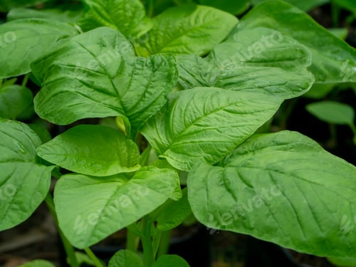 Preview: Close Up Leaves Of Amarsnth Leaves (Scientific Name: Amaranthus Viridis) In Garden Nature.