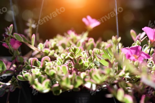 Preview: Little Hogweed Flower In The Pot With Sunligh. (Portulaca Oleracea)