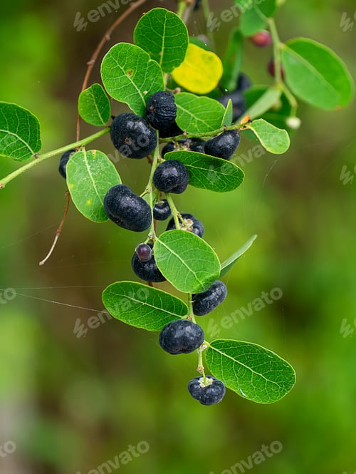 Preview: Close Up The Black Fruit Of Phyllanthus Reticulatus Plant With Leaves On Blur Background.