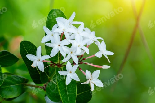 Preview: Close Up Of Carunda Or Christ'S Thorn (Carissa Carandas) Flower With Sunlight.