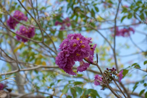 Preview: Pink Trumpet Tree Flower Blooming