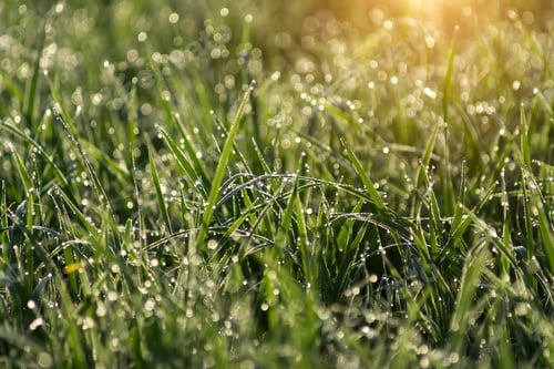 Preview: Drop Dew On Rice Leaf In The Morning With Sunlight.