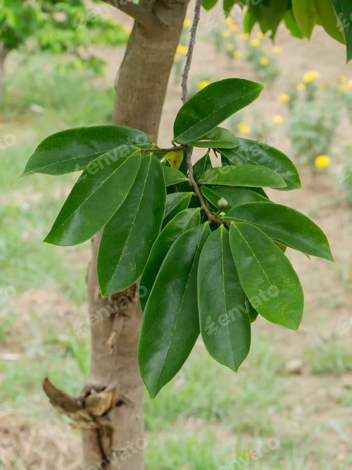Preview: Leaves Of Soursop Tree Or Prickly Custard Apple. (Annona Muricata L.) Plant For Treatment Of