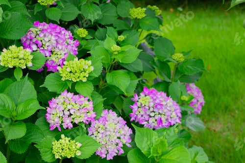 Preview: Hydrangea In Early Summer