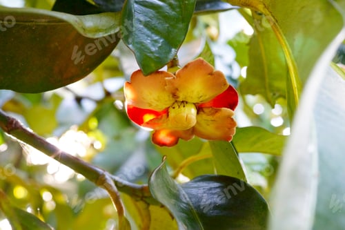 Preview: Mangosteen Flower On Tree.