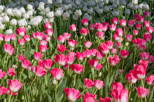 Preview: Colorful Tulips At Yokohama Park