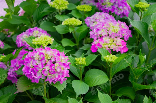 Preview: Hydrangea In Early Summer