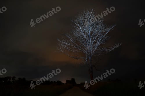 Preview: Death Tree In The Night With Light On Branch And Blur Sky Background.