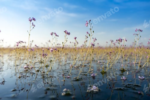 Preview: Close Up Underwater Flower Of Utricularia Warburgii Plant Or Lentibulariaceae In Blur Background At