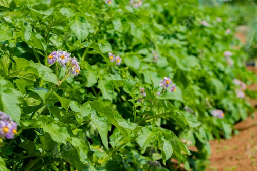 Preview: Potato Field In Early Summer