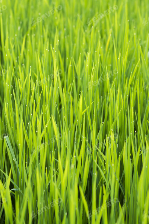 Preview: Rice Plant In Field With Drop Dew.