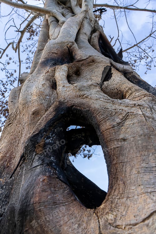 Preview: Close Up Branch Of Death Tree With Blue Sky Background