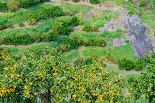 Preview: Mandarin Orange Plantation