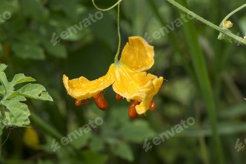 Preview: Momordica Charantia - Exotic Fruit. (Momordica Charantia Linn.)