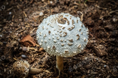 Vista previa: Hongos venenosos del bosque