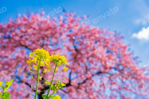 Preview: Beautiful Pink Kawazu Cherry Blossoms