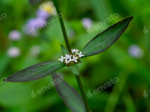 Preview: Close Up Flower And Leaf Of Spermacoce Laevis Lamk Plant