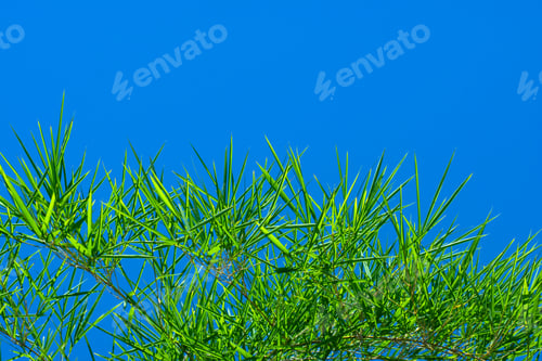 Preview: Fresh Bamboo Leaves With Blue Sky Space Background
