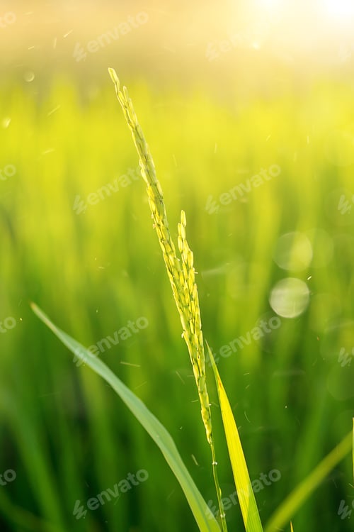 Preview: Flower Of Rice And Green Leaf With Sunlight And Floating Light.
