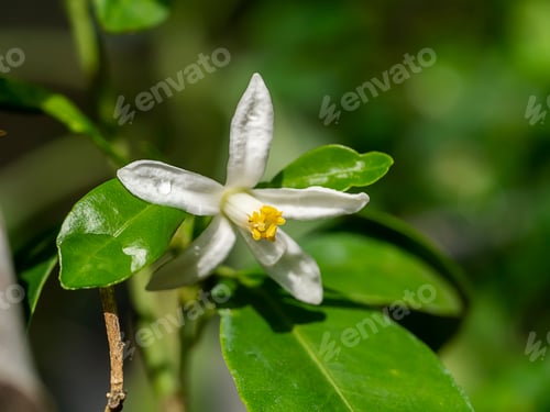 Preview: Close Up Of Orange Flowers On A Branch With Blur Background. (Scientific Name Citrus Japonica)
