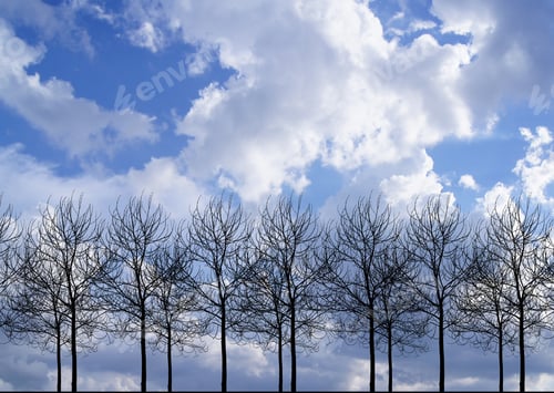 Preview: Silhouettes Dead Trees. Sky Background.