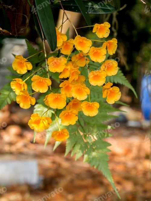 Preview: Yellow Orchid, Honey Fragrant Orchids