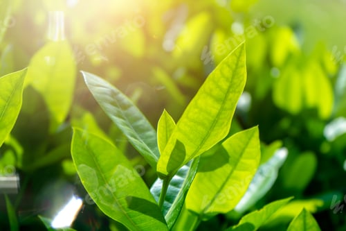 Preview: Close Up Leaves Of West Indian Jasmine With Light. (Scientific Name Ixora)