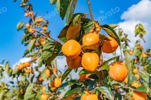Preview: Autumn Persimmon Farm