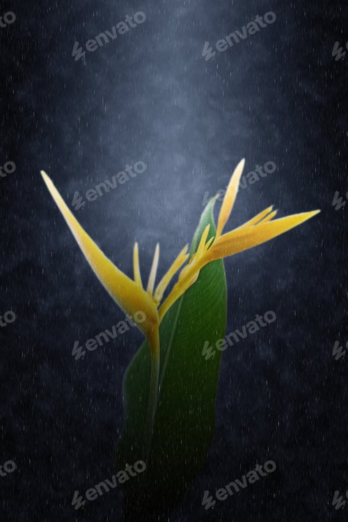 Preview: Yellow Heliconia Flower Blooming In The Rain.
