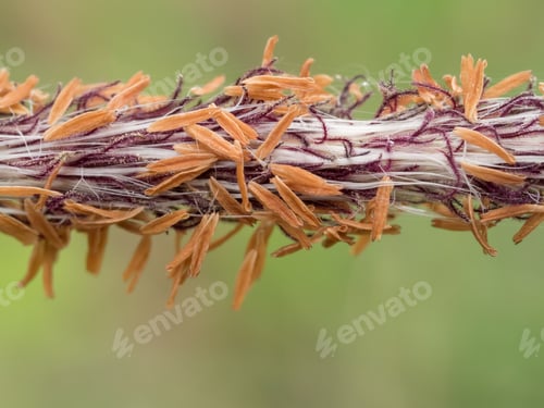Preview: Close Up Pollen Of Flower Grass.