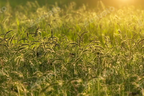Preview: Flowers Grass With Sunlight. Soft Focus Image.